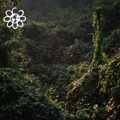 Vizril - gąszcz | thickets