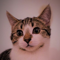 W.A.S.H & KY - No More (Ridicool Remix) Free Download