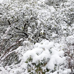 Op. 7, No. 2. Finlandia By J. Sibelius. Variations & Faux Bourdon Composed & Played By Dr M. Spacie.