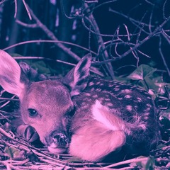 fawn