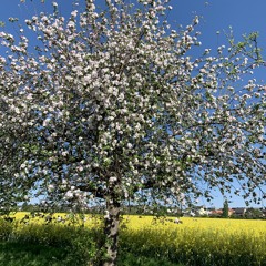 I can´t make you mine