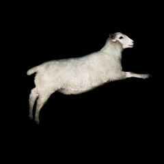 Sheeps_nest.mp3