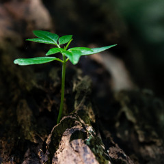 Cultivating Resilience