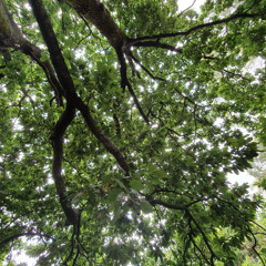 Guided Soundscape Meditation 9mins