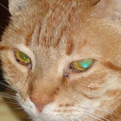 Best of Coquelicot & Monikers, 2025