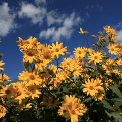 อาลีฮาบิบซาเดฮาลีฮาบิบซาเดฮาลีอัมฟรีดอมอิกคาโนบอลลีวูดเพลง时光代理人 background full ✨ FREE DOWNLOAD