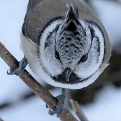 Forest tits start singing when the light returns