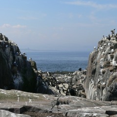 Staple Island, Farne Islands: guillemot & kittiwakes