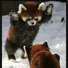 Stompin' at the SavoyㅣJazz Solo Guitar