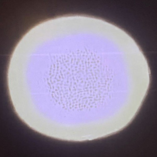 Tee Vera for "Paper Tigers Crumble" on Overdub Radio ep. 2 (11-13-23)