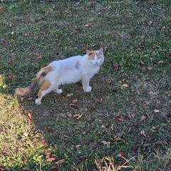 KITTYYYY