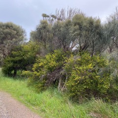 FKISM: Sheoak ambience, Granite Island (Nulcoowarra), August 2023