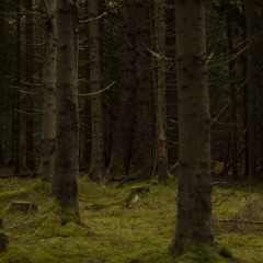 the absurdity of peace