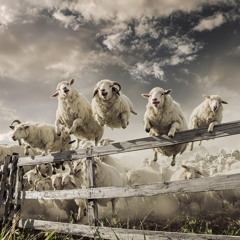 Diddly Squat's Got The Plot