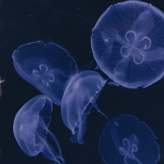 xo tour Llif3 [ archives ]