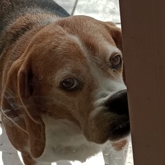 aunque no sea conmigo