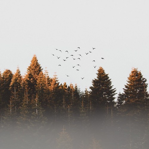Through the woods