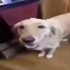 this isnt a dog