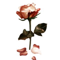ii - fade before bloom