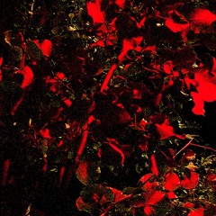 Arbre