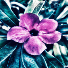 enamourer (reminiscin')