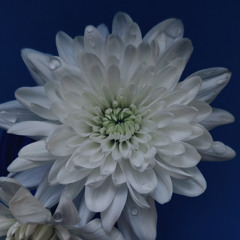 Silver Lullaby (for Nadia)