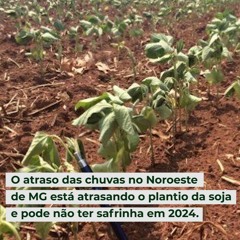 O atraso das chuvas no Noroeste de está atrasando o plantio da soja e pode não ter safrinha em 2024