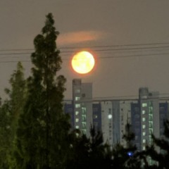 엄