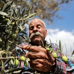 The Olive Roots Podcast