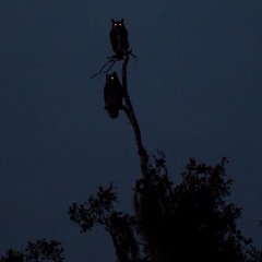 Night Owl