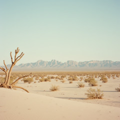 New Mexico