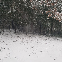 Snow Day