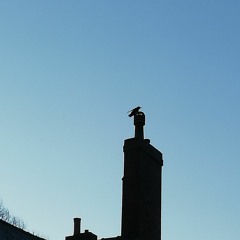 Birds, Bees And Wind In The Trees On Slinn Street, Sunday 6 29am 280828