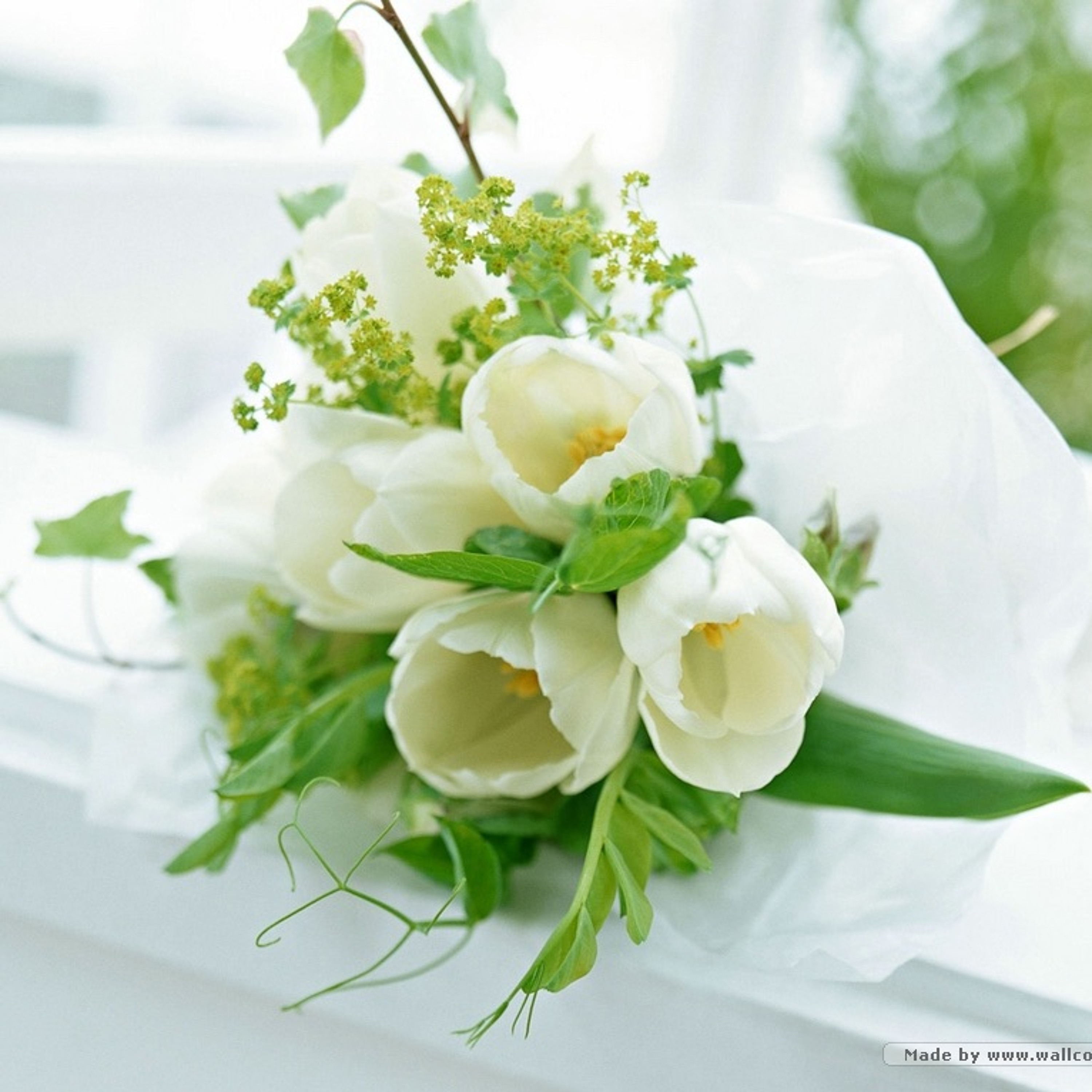 Vĩnh Biệt Màu Xanh Phương Phương Thảo Jimmii Nguyễn