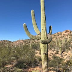The Saguaro