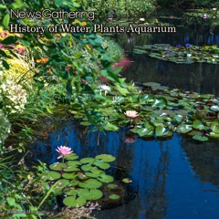 history of water plants aquarium