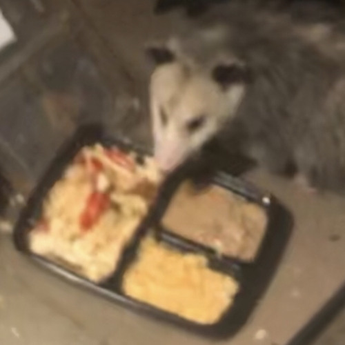 dissonance (english two submission)