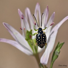 Desert Lilybug