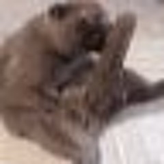 влад приденьгах фитанул с кристальными замками без хомо