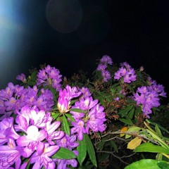 quedate por todo el invierno