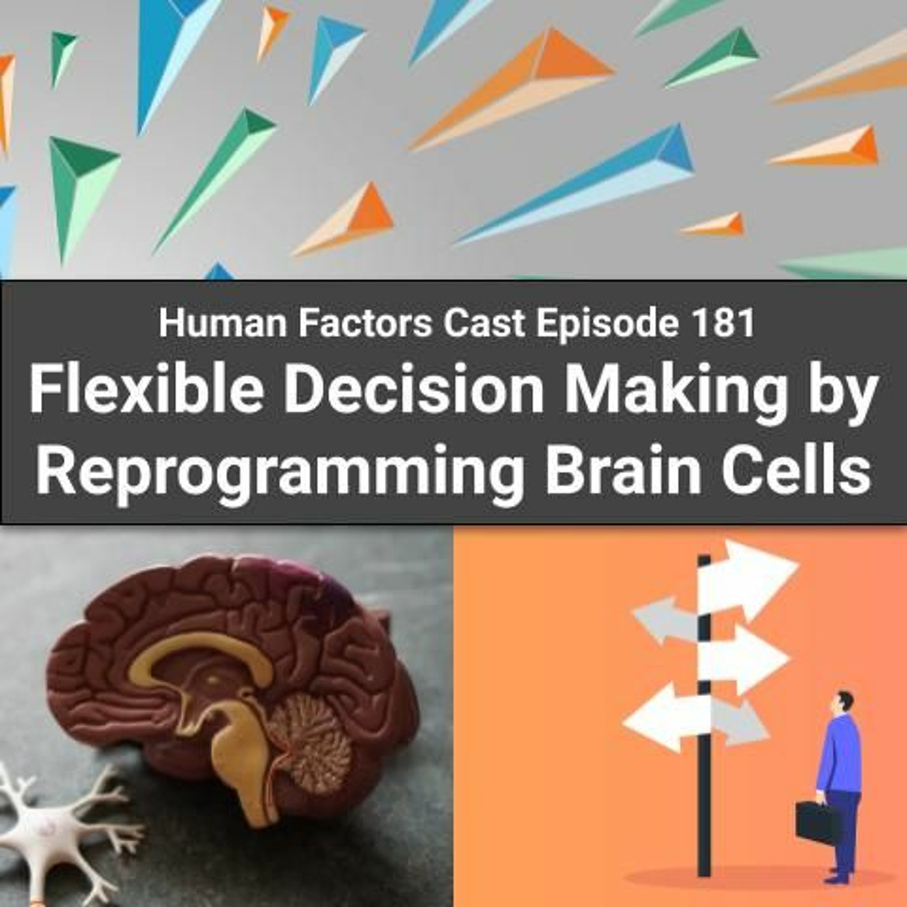 E181 - Flexible Decision Making by Reprogramming Brain Cells Image