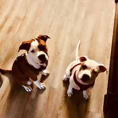 The Nest: Puppy Love