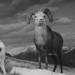 long pinkie - feed goats