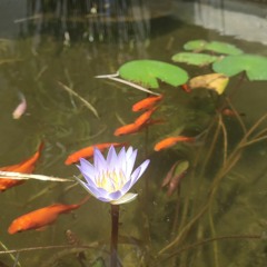 I see the light - Mandy Moore (From the movie "Tangled")