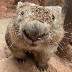 wombat