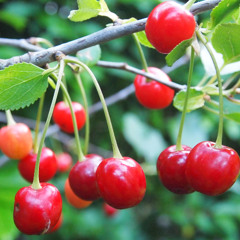 cherries in the garden