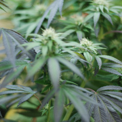 Kushworld