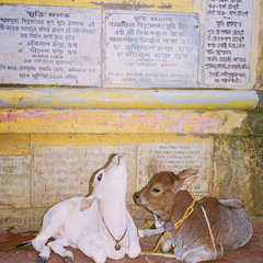 Dhama-vaas Śabda : Field Recordings of Bengal and Vrindavan, India - Volume 1