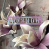mimizan | Фузион 2025 | velvet soup closing DJ mix artwork - Electronic music tracklist cover image