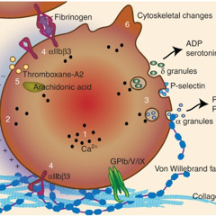Primary Hemostasis // Platelets